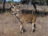 White-Tailed Deer