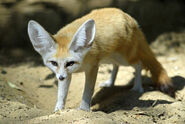 Fennec Fox as Ankylosaurus