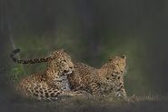 Indian leopard and leopardess