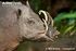 North Sulawesi Babirusa as Kosmoceratops