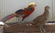 Male and Female Golden Pheasants