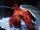 Hairy Hermit Crab