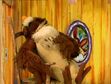 Owl (from The Book of Pooh) was sleeping and snoring in the rocking chair