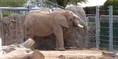 Reid Park Zoo Elephant.png (2.98 MB)