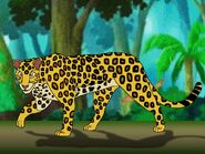 Rileys Adventures Indian Leopard