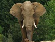 South African Bush Elephant