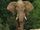 South African Bush Elephant