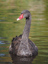Swan, Black.jpg
