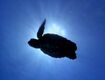 BEBDLTWA Olive Ridley Sea Turtle