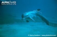 Bottlenose-dolphin-swimming.jpg