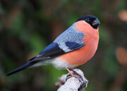 Bullfinch, Eurasian.jpeg