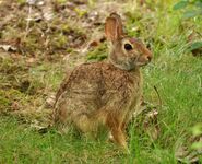 Eastern Cottontail as European Rabbit