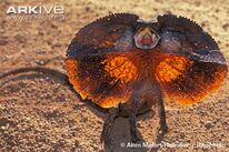 Frilled-lizard-threat-display---expanded-frill-jumping-and-hissing.jpg