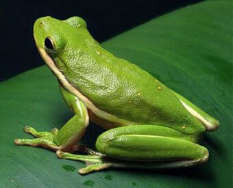 American Green Tree Frog The Parody Wiki Fandom