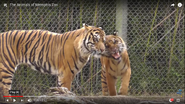 Memphis Zoo Tigers