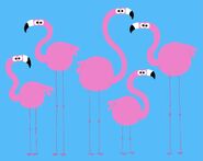 Morphle Flamingos