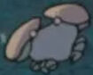 Ponyo Sharp-Nosed Crab