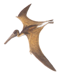Pterodactylus.gif
