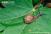 Snail, Garden