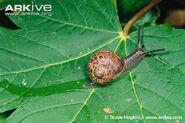 Garden Snail as Giant African Snail