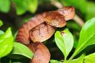 Snake, Brown Tree