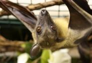 Straw-Colored Fruit Bat