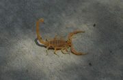 1024px-Bbasgen-bark-scorpion.jpg