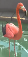 American Flamingo