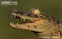 Broad-Snouted Caiman as Juratyrant