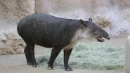 Central American tapir
