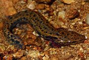 Common mudpuppy.jpg