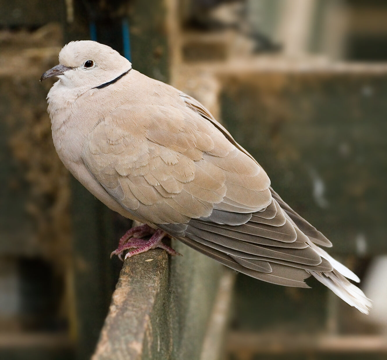 Dove, Barbary.jpg
