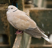 Dove, Barbary.jpg