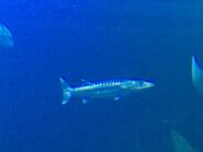 Great barracuda in the osaka aquarium
