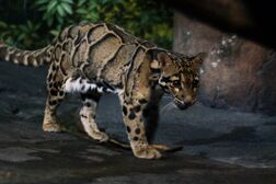 Leopard, clouded.jpg
