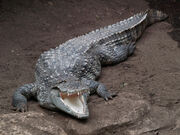 Mugger crocodiles2