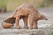 Pangolin, Indian