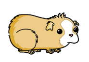 Guinea Pig