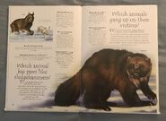 Polar Animals (Over 100 Questions and Answers to Things You Want to Know) (4)