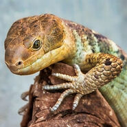 Prehenhile-Tailed Skink