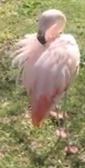 Rolling Hills Zoo Flamingo