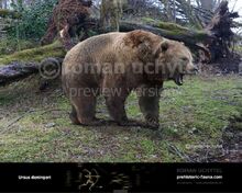 Ursus-deningeri-738x591.jpg