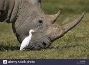 White Rhino with Cattle Egret