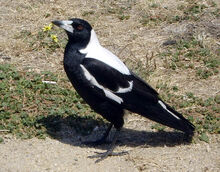 Australian-Magpie-Images.jpg