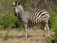 Burchelle's Zebra as Ephiopps