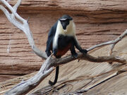 Diana Monkey.jpg