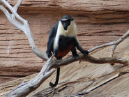 Diana Monkey as Black Lemur