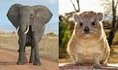 Elephants Hyraxes and Armadillos.jpg (9 KB)