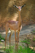 Gerenuk (Doe).jpg