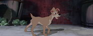 Lady-tramp-disneyscreencaps.com-4234